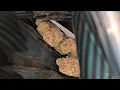 CannaCured Galactic Runtz The Gas Giant of the Prestige Tier CuredTV Thca Review