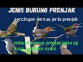 Download Lagu suara burung prenjak ribut ampuh buat pikat dn masteran 100% seketika nyaut