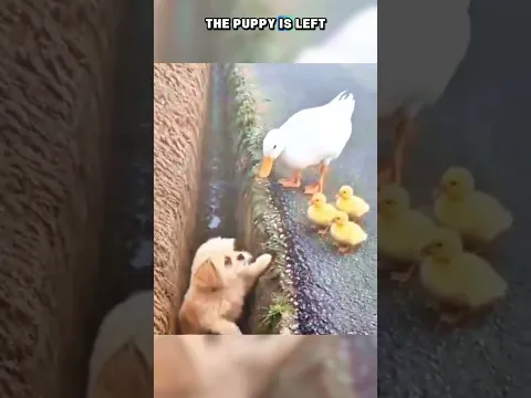 🐶 Tiny Puppy Saved a Duck Family! 🦆❤️ #shorts