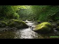 Download Lagu Dreaming with River Sounds | 8H Relaxation Aid