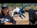 My New MEAN BULL Runs Over Toby