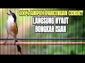 Download Lagu SUARA BURUNG CENDET GACOR FULL TEMBAKAN BONGKAR ISIAN MEWAH MATERI KEKINIAN