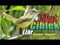 Download Lagu SUARA PIKAT CIBLEK LIAR....dijamin AMPUH@GaleryKicau21