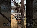 Download Lagu Africa #nature #explore #shorts #love #music #travel #safari #africa #tanzania #beautiful #wildlife