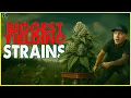 The Best Big Yielding Strains That Actually Are Dank