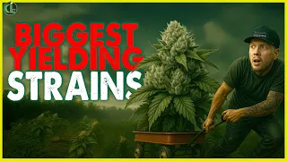 The Best Big Yielding Strains That Actually Are Dank