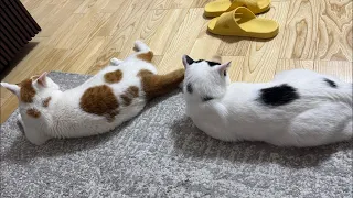 生存確認ライブ