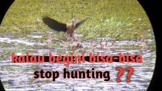 perdana hunting belibis alis kuning 