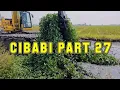 Download Lagu PART 27❗KALI CIBABI❗GUNDUKAN KANGKUNG DI ANGKAT❗#kdm 
