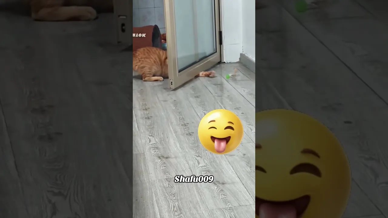 Cat #shorts #funny #cat