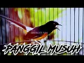Download Lagu ✅bikin EMOSI -  Pancingan Murai Batu Gacor BUAT ATASI MURAI MACET DAN MALES BUNYI JADI NGAMUK