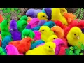 Download Lagu Menangkap ayam lucu, ayam warna warni, ayam rainbow, bebek, angsa, ikan hias, ikan cupang, Kelinci