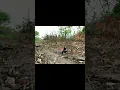 Download Lagu Jebakan/pikat kacer unik dan aneh anti lolos!!!!