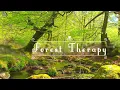 🌳Fresh Morning 🌳Healing Frequency Forest Creek Sounds with Soft Birdsong | Relaxing Bubbling Stream