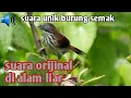 Download Lagu suara unik burung semak/suara pikat terbaru 2022