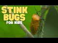 Download Lagu Stink Bugs for Kids | Learn all about these smelly insects