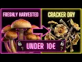 The Best Way to Dry Preserve Mushrooms without Dehydrator