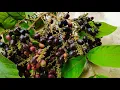 Download Lagu MANFAAT BUAH KATILAYU/KLAYU BERMANFAAT(Buah langka)