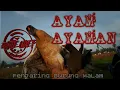 Lagu Keseruan Menjaring Burung Ayam-Ayaman Malam hari|jaring Malam|burung migrasi|