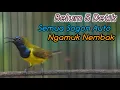 Download Lagu MASTERAN SOGON GACORDOR‼️TEMBAKAN PENGGACOR SOGON PALING AMPUH UNTUK MENAIKAN EMOSI SOGON LAWAN