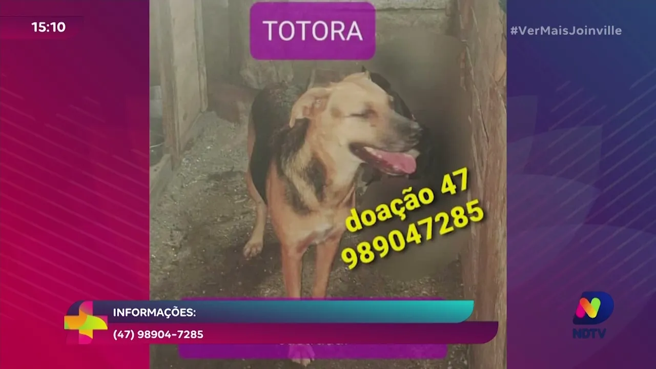 Uma ong de Balneário Barra do Sul está com centenas de animais para adoção