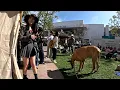 Download Lagu Cash 2.0 Great Dane at The Grove and Farmers Market in Los Angeles 104