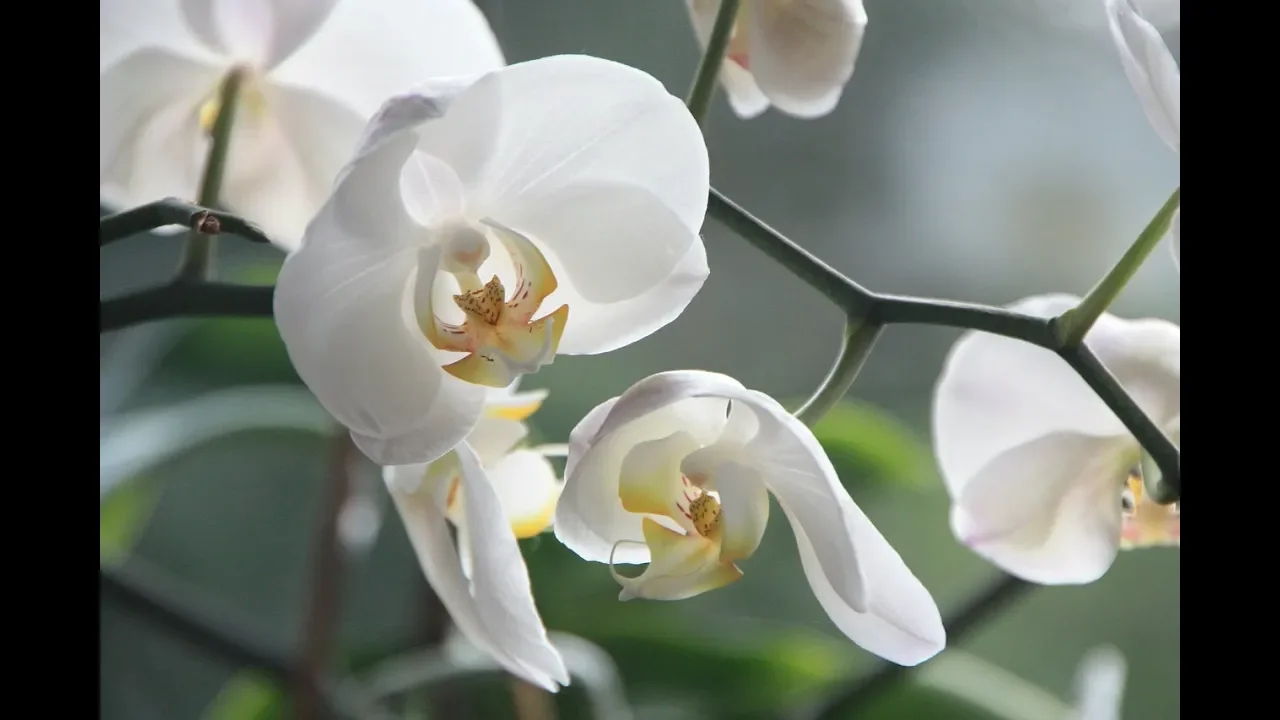 DICAS PARA ORQUIDEAS, COMO PLANTA ORQUIDIA šššš¤šØš šš¤šØš