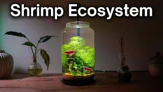 I Made a No-Filter Shrimp Jar Ecosystem, Here’s How!