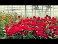 Roses Farm Agriculture Technology Awesome Roses Harvest and Flower Processing in the Factory