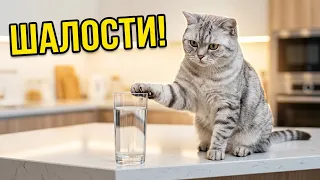 Кошачьи шалости: самые смешные моменты