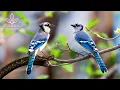 Lagu Calm Bird Chirping – Relaxing Sounds for Sleeping and Stress Relief | Nature’s Birdsong