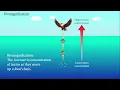 Bioaccumulation and Biomagnification