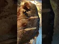 Download Lagu Broiled fish #cooking #short
