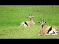 Kids Edition Animals and Plants of the Prairie - Wildlife Adventure