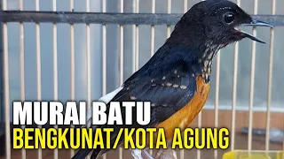 Download Akhirnya Ketemu Peternak MURAI KOTA AGUNG ORI MP3