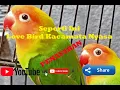 Download Lagu LoveBird Kacamata Nyasa,Lovebird Mata Air I Ngoceh mania