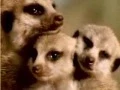 Download Lagu la jungle des animaux