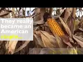 Mid Missouri Corn Mazes
