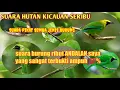 Lagu suara burung ribut ANDALAN saya sangat terbukti 100% ampuh suara pikat semua jenis burung cucak