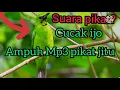 Download Lagu Suara pikat cucak ijo ampuh