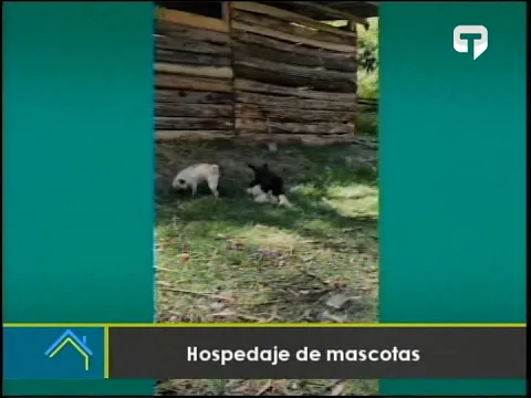 Hospedaje de mascotas