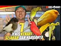 Download Lagu Mengenal 7 Jenis KENARI POSTUR paling keren | nomor 4 paling ekstrim