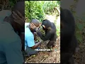 Download Lagu Orangutan #shorts #shortfeed #orangutan #funny