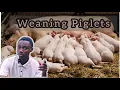 How to wean a piglet Best Pig Farming Tips