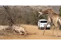 Download Lagu Giraffe Tries Saving her Calf From Hunting Lions