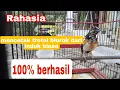 Lagu Rahasia mencetak murai blorok dari indukan biasa 100% berhasil