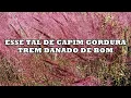 Download Lagu Capim GORDURA ou Meloso: Descubra os Benefícios