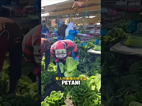 Kenapa Daun Selada di Amerika Malah Banyak Dibuang? 😱