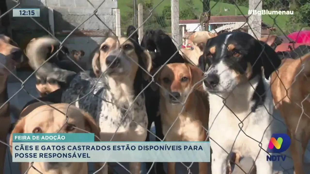Feira de adoção: cães e gatos castrados estão disponíveis para posse responsável
