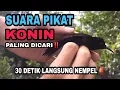 Download Lagu SUARA PIKAT KONIN RIBUT PALING AMPUH‼️